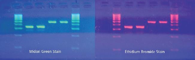 New Midori Green DNA Stain from Anachem